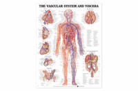Vascular System Chart